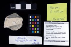 Foto (Objekt + Etikett) von Pithonoton cf. rusticum (Patrulius, 1966)  (NHMW-GEO-2017-0089-0032)